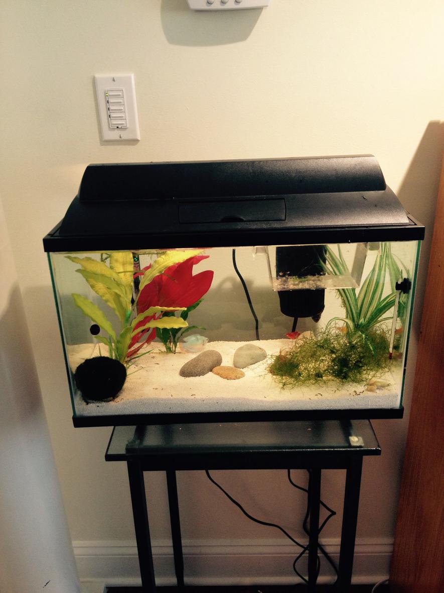 Rated #94: 10 Gallons Freshwater Fish Tank - Tropical Community and Nursery