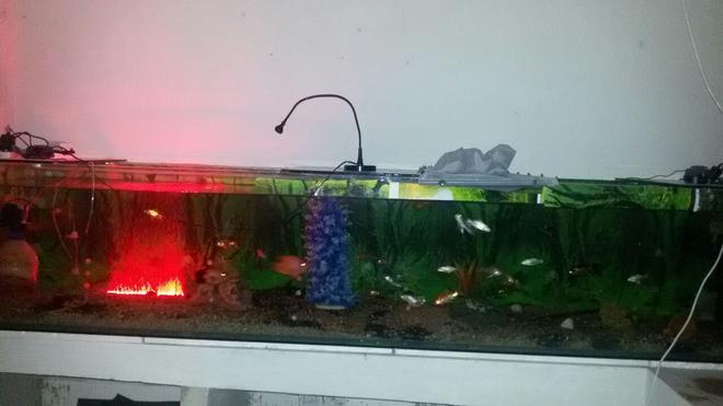 260 gallons freshwater fish tank (mostly fish and non-living decorations) - my large tank