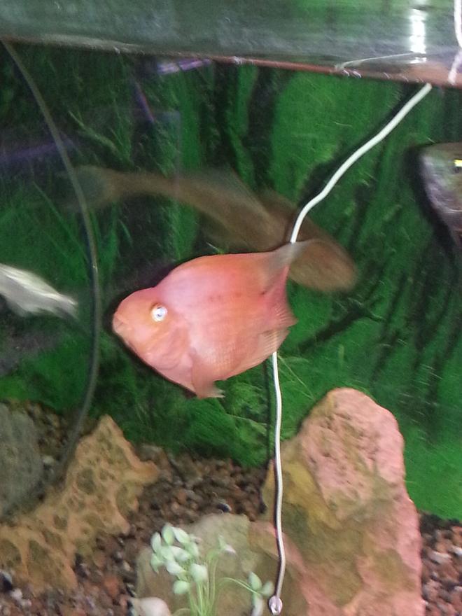 freshwater fish stocking in 260 gallons tank - parrot