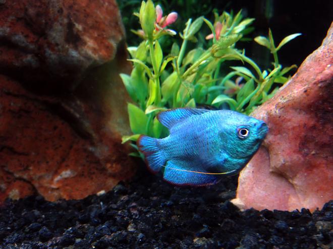 freshwater fish stocking in 40 gallons tank - Lucky (Powder Blue Dwarf Gourami)