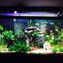 40 gallons planted tank (mostly live plants and fish) - My 40 Gallon Planted tank
