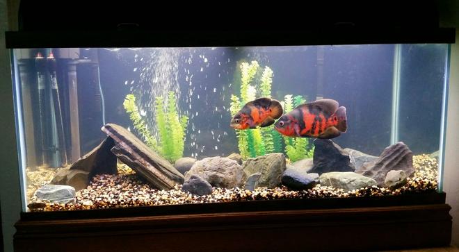 75 gallons freshwater fish tank (mostly fish and non-living decorations) - Tiger Oscars
Various natural rocks I found
75g