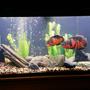 75 gallons freshwater fish tank (mostly fish and non-living decorations) - Tiger Oscars Various natural rocks I found 75g