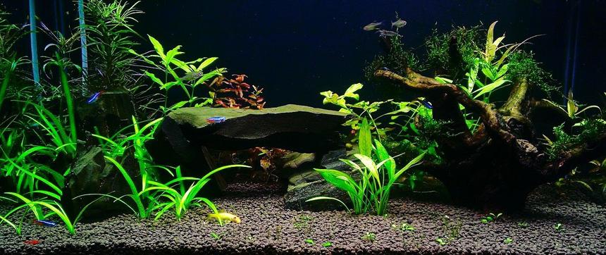 Rated #8: 100 Gallons Planted Tank - plant tank with rock and wood