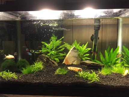 10 gallons planted tank (mostly live plants and fish) - replanted