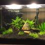 10 gallons planted tank (mostly live plants and fish) - replanted