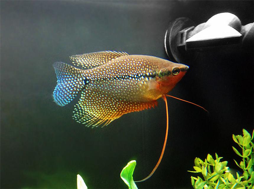 Rated #325: Freshwater Fish Stocking In 40 Gallons Tank - Hooks (Pearl Gourami)