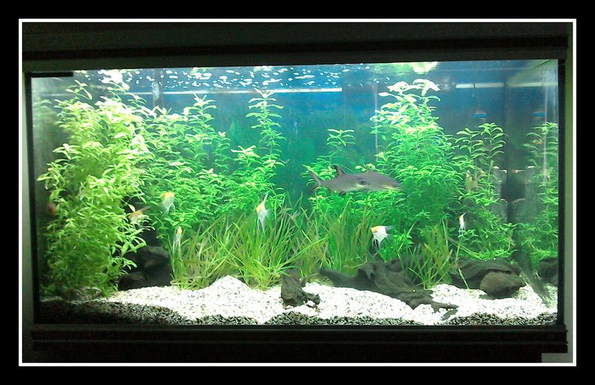 Rated #25: 87 Gallons Planted Tank - Tropical planted freshwater