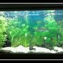 87 gallons planted tank (mostly live plants and fish) - Tropical planted freshwater