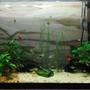 55 gallons planted tank (mostly live plants and fish) - personal aquarium