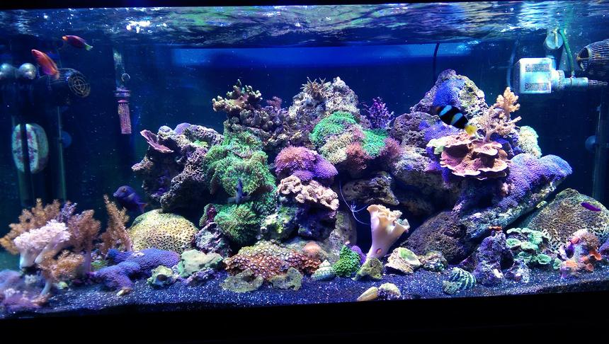 Rated #6: 75 Gallons Reef Tank - I recently moved all of my corals and livestock from a 28 gallon bowfront to this 75.  Everything is doing great so far.