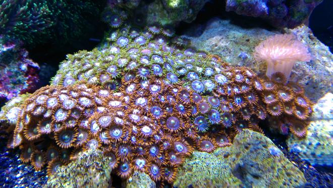 corals inverts stocking in 75 gallons tank - fire and ice zoas and a similar looking colony of green and blue... not sure what they are called