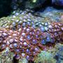 corals inverts stocking in 75 gallons tank - fire and ice zoas and a similar looking colony of green and blue... not sure what they are called