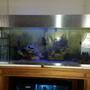 132 gallons freshwater fish tank (mostly fish and non-living decorations) - Fresh water tank with stainless steel trim