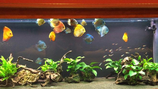 180 gallons freshwater fish tank (mostly fish and non-living decorations) - 180 Gallon Discus