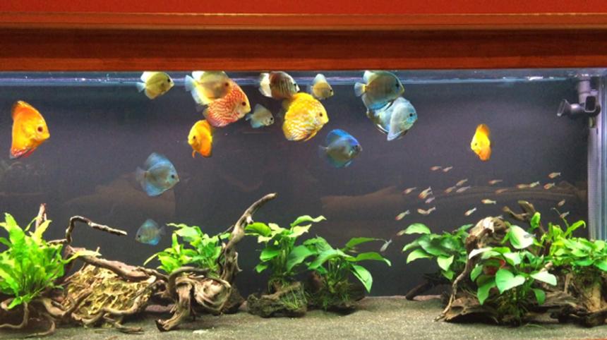 Rated #9: 180 Gallons Freshwater Fish Tank - 180 Gallon Discus
