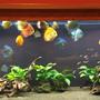 180 gallons freshwater fish tank (mostly fish and non-living decorations) - 180 Gallon Discus