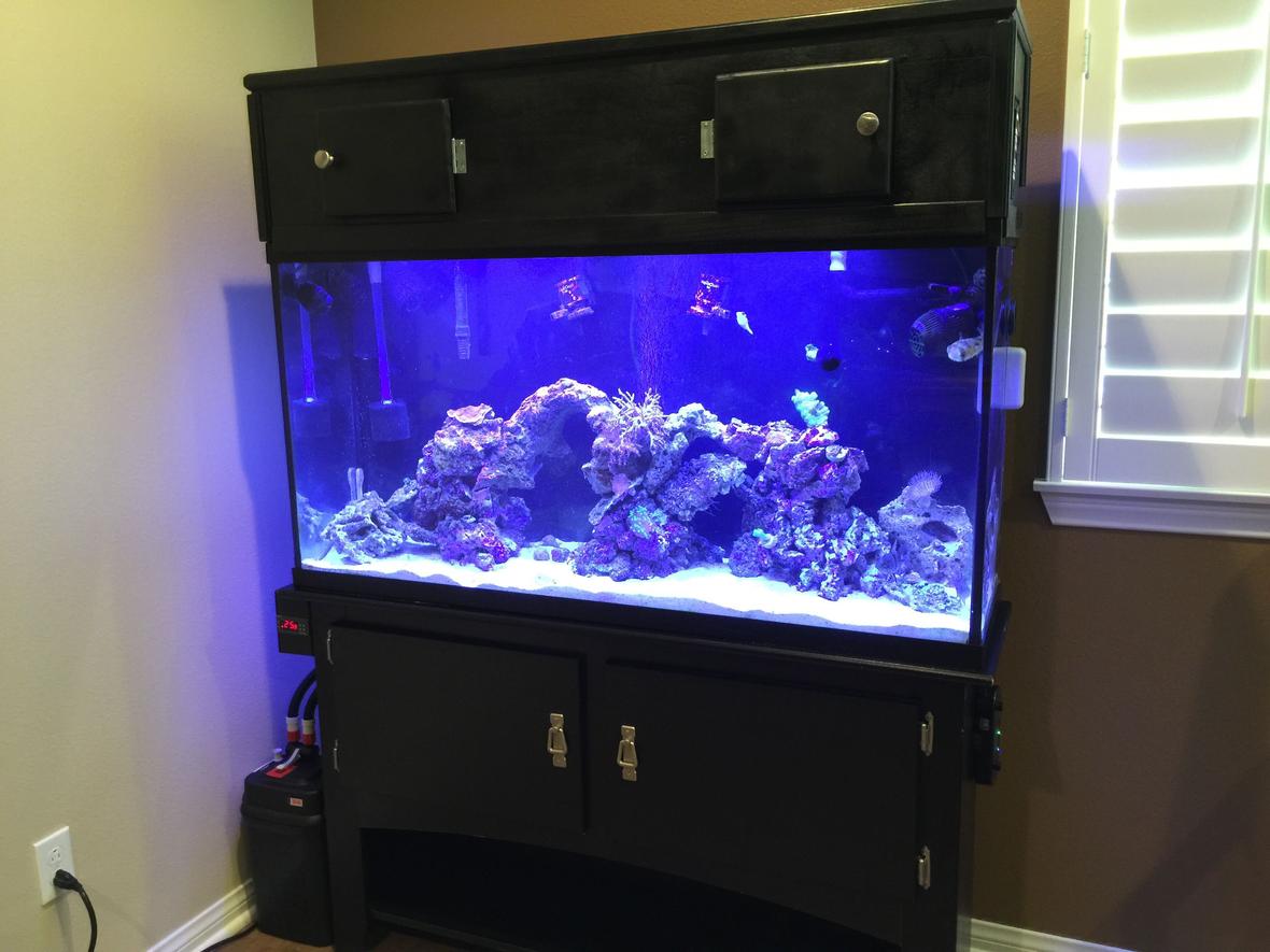 60 gallons saltwater fish tank (mostly fish, little/no live coral) - 60 gallon saltwater reef fish tank
