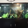 60 gallons freshwater fish tank (mostly fish and non-living decorations) - 60 gallon amazonian tank.