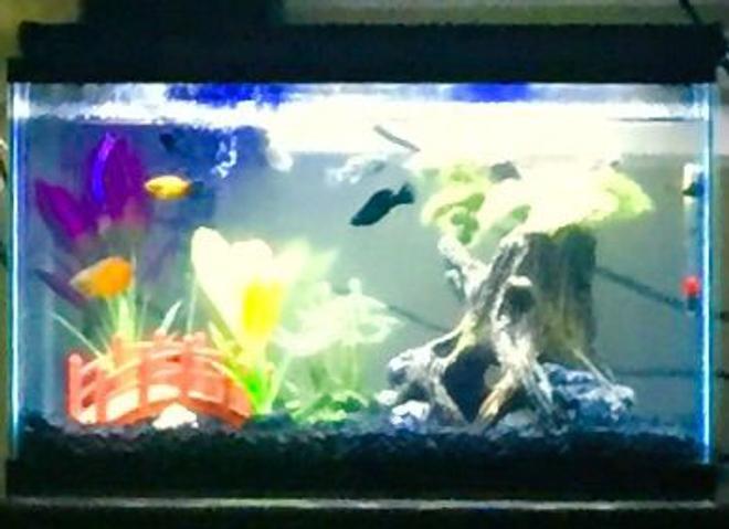 10 gallons freshwater fish tank (mostly fish and non-living decorations) - my fish tank