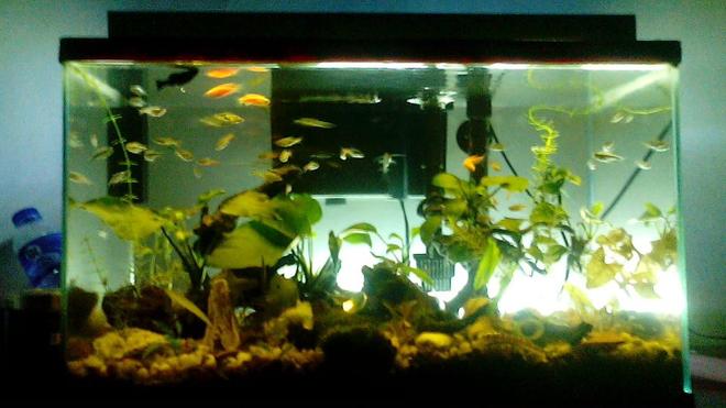 10 gallons planted tank (mostly live plants and fish) - anubias nana, anubias petite, red tiger lotus, green tiger lotus with kuhli loach