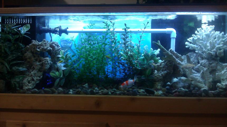 Rated #54: 55 Gallons Freshwater Fish Tank - 55 gallon fish tank with electric yellow, cory, koi and barbs