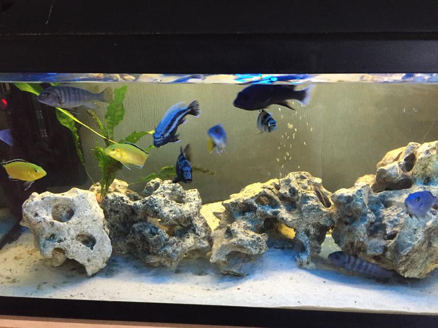 Rated #39: 26 Gallons Freshwater Fish Tank - Cichlid tank with white volcanic rock and white sand.

Currently 2 x Internal filters, 2 x heaters and a bubble disc.

Also un-seen are 2 x catfish and a pleco.