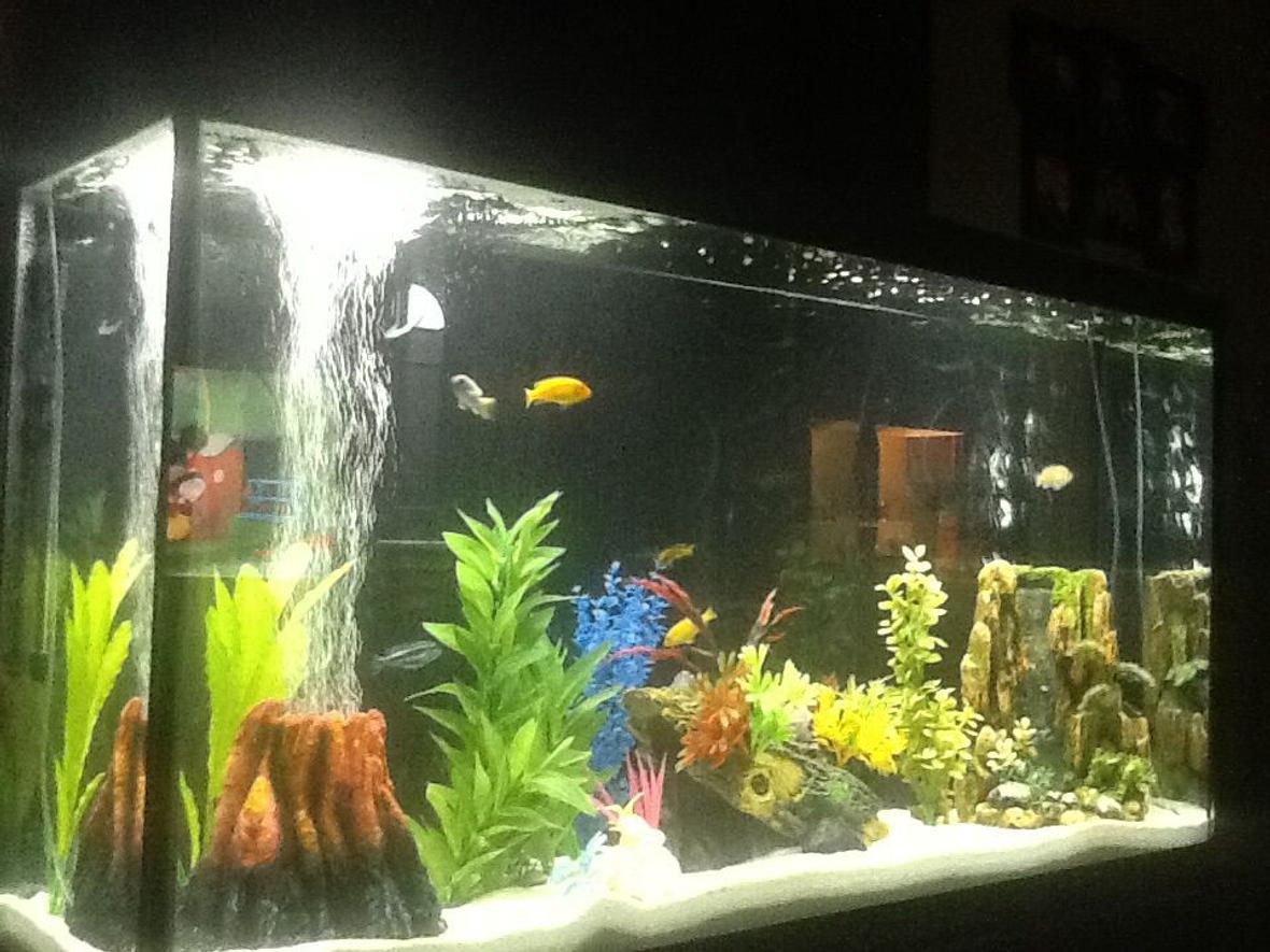 60 gallons freshwater fish tank (mostly fish and non-living decorations) - Marineland 60 gallon with Marineland 350 filter