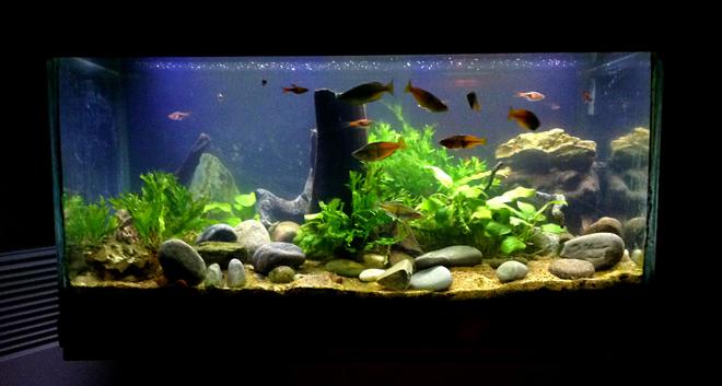 15 gallons planted tank (mostly live plants and fish) - various ferns, various anubias,various Cryptocorynes,  drift wood, river pellets, bosemani raibows, Harlequin Rasobras