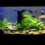 15 gallons planted tank (mostly live plants and fish) - various ferns, various anubias,various Cryptocorynes, drift wood, river pellets, bosemani raibows, Harlequin Rasobras