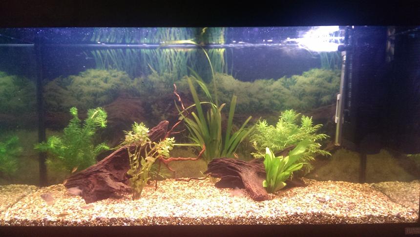 Rated #64: 40 Gallons Planted Tank - Slowly getting there