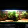 55 gallons planted tank (mostly live plants and fish) - The 2 plecs will be moved out as soon as possible, I am planing on adding 30 cardinals as wel as 4 more discus.