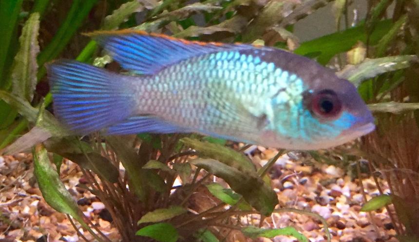 Rated #19: Freshwater Fish Stocking In 50 Gallons Tank - Electric blue acara