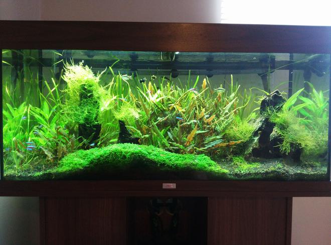 30 gallons planted tank (mostly live plants and fish) - My Rio 180 planted tank.