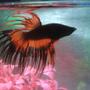 freshwater fish stocking in 15 gallons tank - Crowntail Betta "Scarlet"