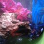 fish tank picture - 3.5 Gallon Tank, Betta only
