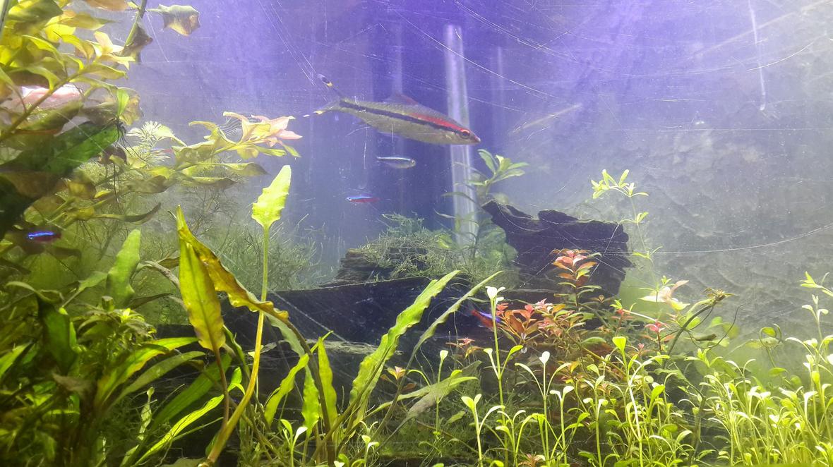 50 gallons planted tank (mostly live plants and fish) - mt planted