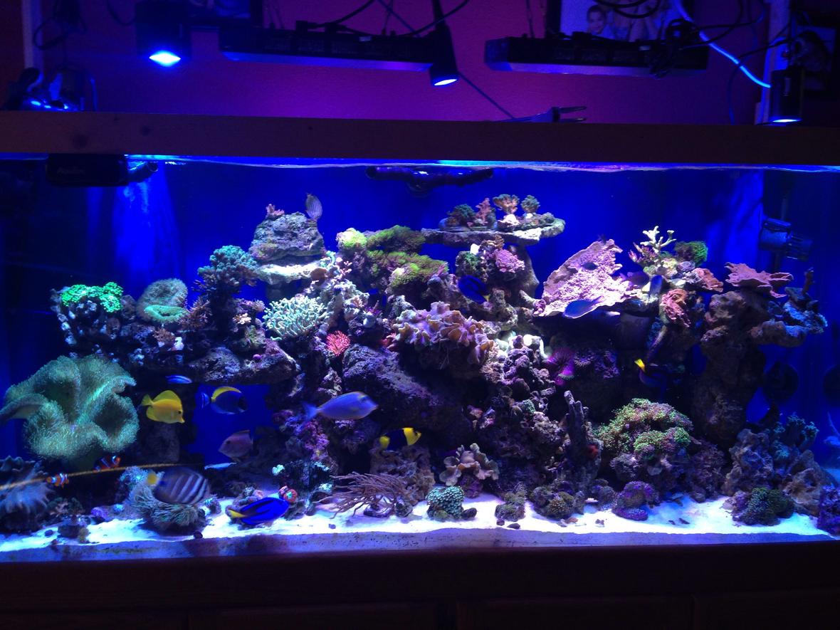 220 gallons reef tank (mostly live coral and fish) - a coral reef hard and soft