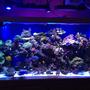220 gallons reef tank (mostly live coral and fish) - a coral reef hard and soft