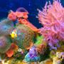 20 gallons reef tank (mostly live coral and fish) - Clown fish..Kenya tree..green star polyps...green hairy mushroom..red mushroom..purple/orange ricordea..waving hands