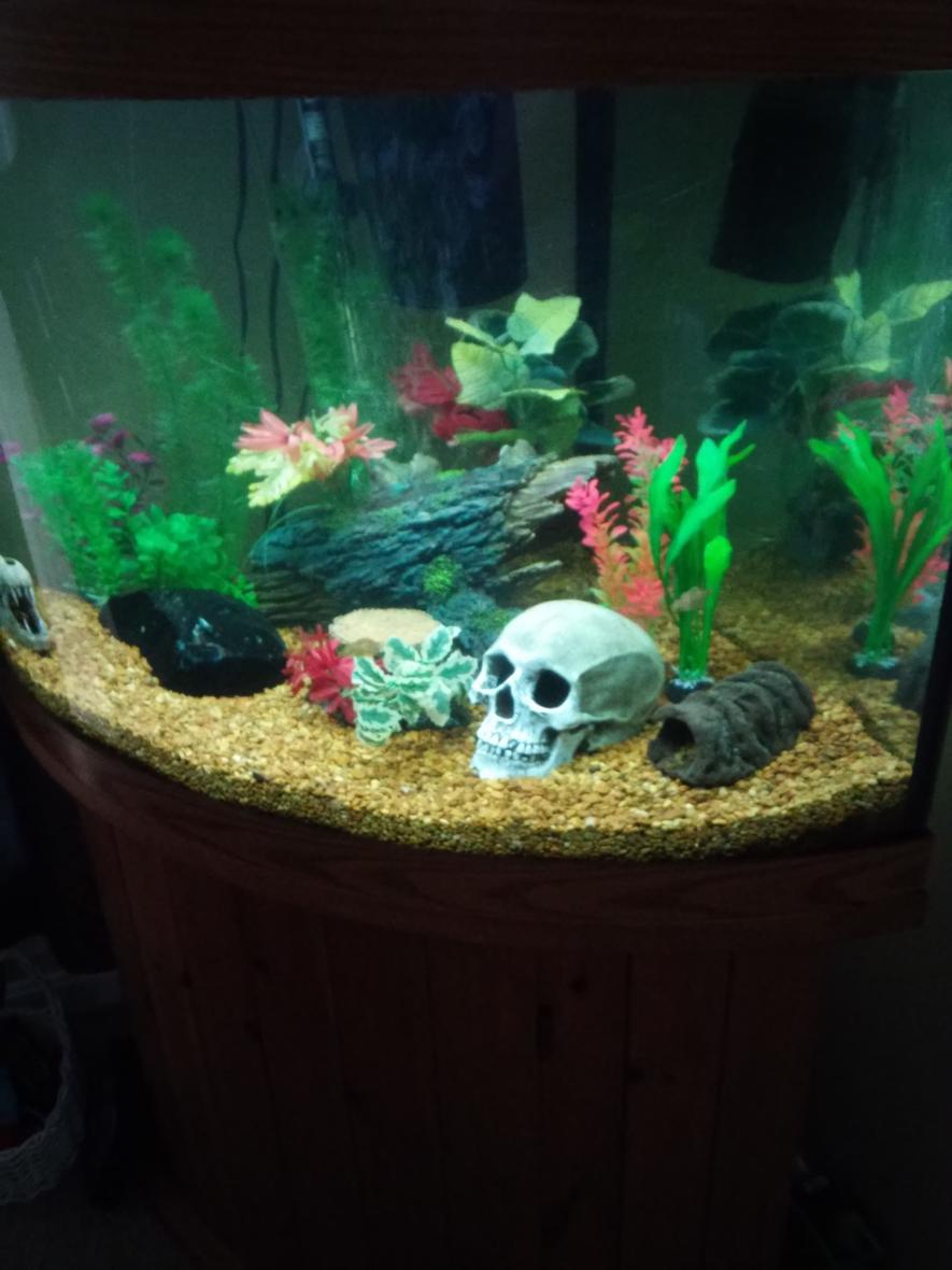 55 gallons freshwater fish tank (mostly fish and non-living decorations) - 55 gallon bow front freshwater