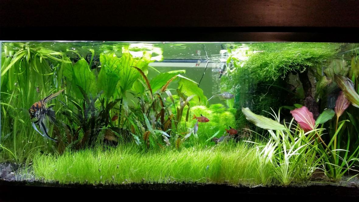 45 gallons planted tank (mostly live plants and fish) - My Planted Tank
