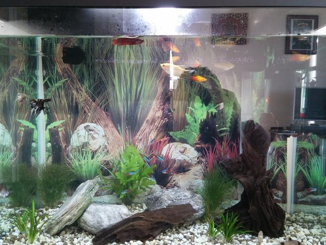 20 gallons freshwater fish tank (mostly fish and non-living decorations) - My overcorwded miracle - anyone close by and need some otherwise homeless fish?!