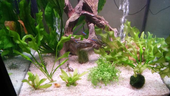 30 gallons planted tank (mostly live plants and fish) - 3 months old, empty place in the back is for  madagascar lace... On the call list