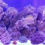 110 gallons reef tank (mostly live coral and fish) - Mixed 110g reef