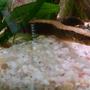 fish tank picture - Zig zag eel