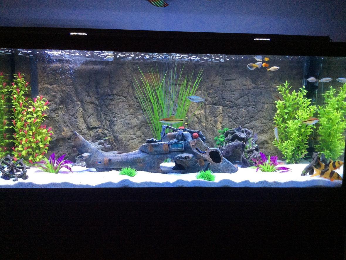 75 gallons freshwater fish tank (mostly fish and non-living decorations) - 75 gallon Marineland aquarium