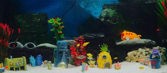 55 gallons freshwater fish tank (mostly fish and non-living decorations) - African cichlids.