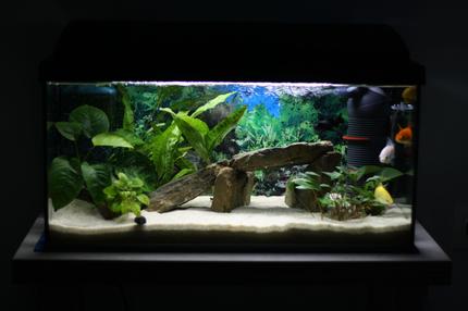 15 gallons planted tank (mostly live plants and fish) - My tank