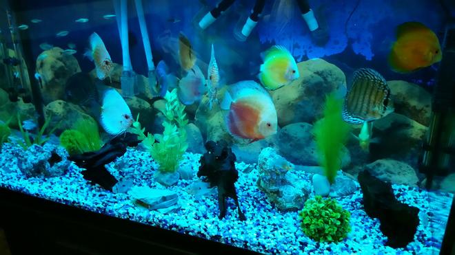 90 gallons freshwater fish tank (mostly fish and non-living decorations) - My discus tank...
